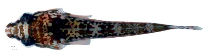 Apletodon incognitus_05